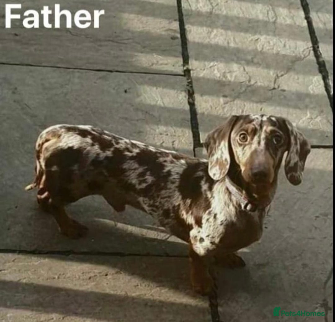 Dachshund dogs for sale: Beautiful Dachshund Puppies 🤩 - Image 10
