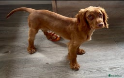 Cocker Spaniel dogs for sale: 🐾 Loving Puppy Looking for His Forever Home 🐾 - Image 1
