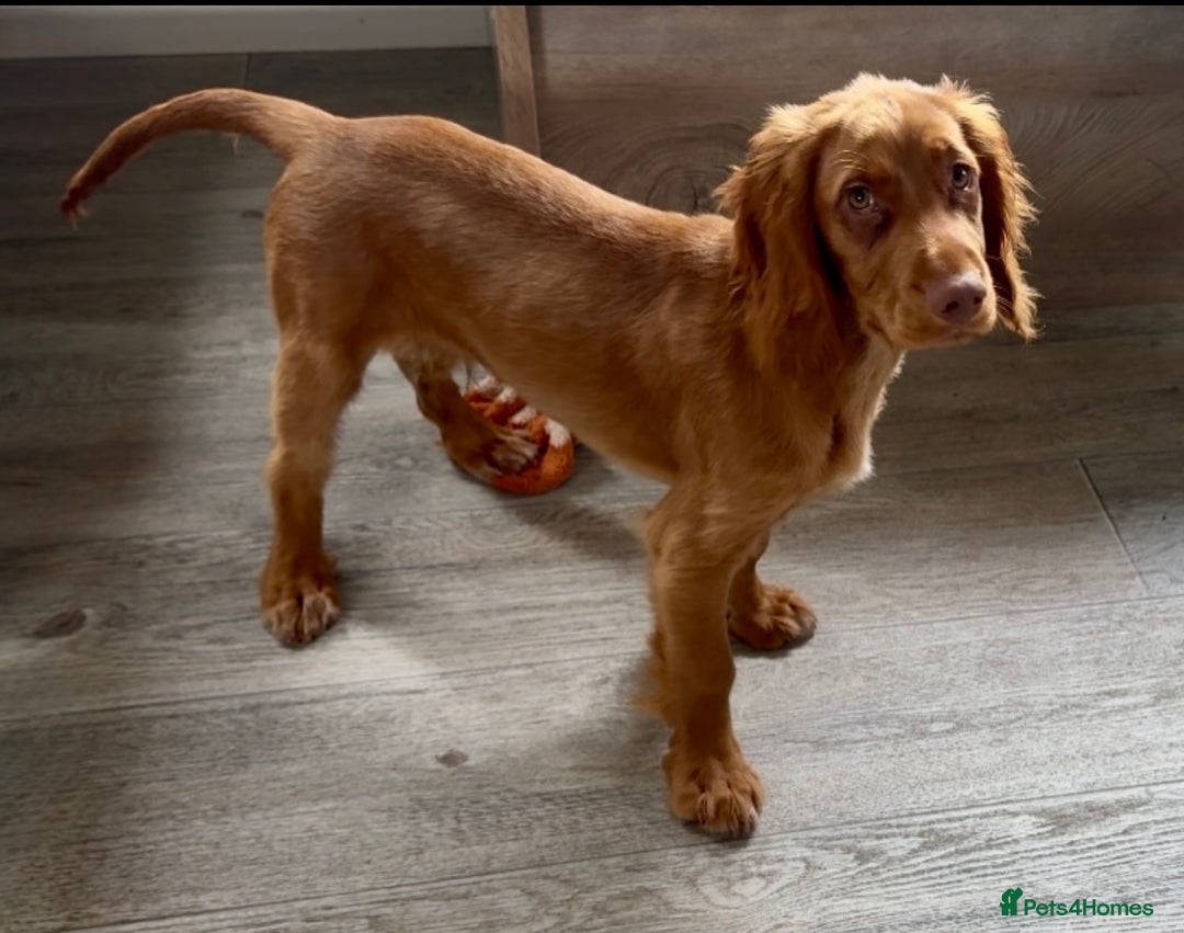 Cocker Spaniel dogs for sale: 🐾 Loving Puppy Looking for His Forever Home 🐾 - Image 1