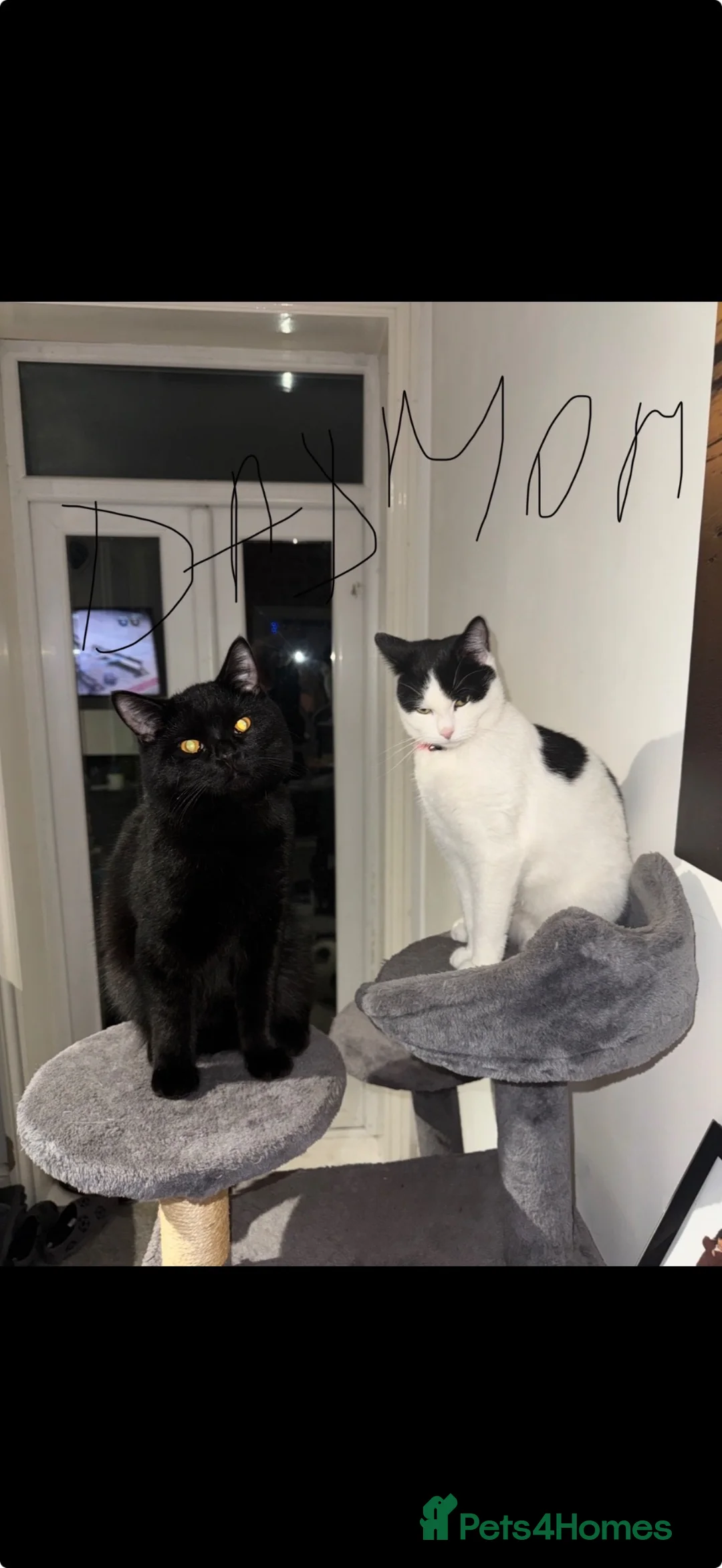 Mixed Breed cats for sale: Little Kitten  - Advert 2