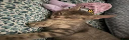 Mixed Breed cats for sale: 🐾 Gorgeous Furry Sphynx Cross Kittens 🐾 - Advert 6