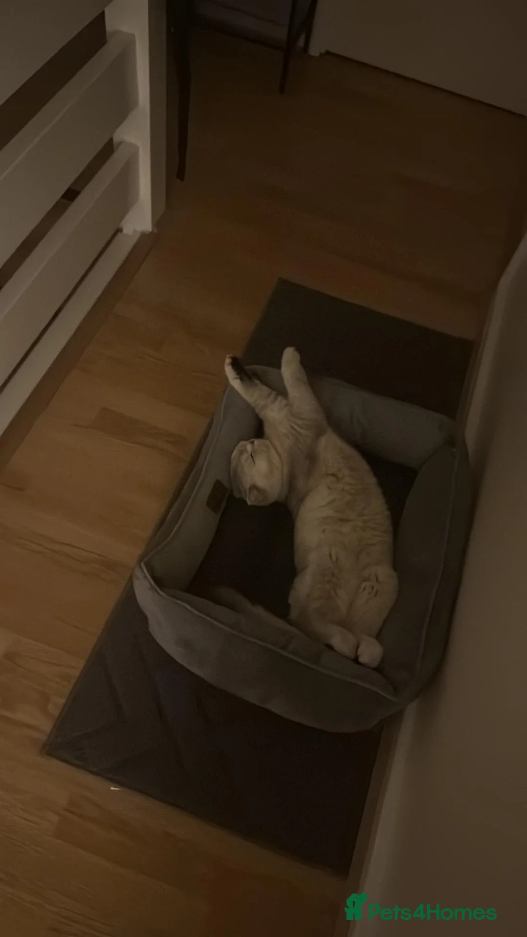 British Shorthair cats for sale: BRİTİSH SHORTHAİR 10 MONTHS - Advert 2