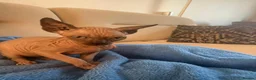 Sphynx cats for sale: 6 tica registered Sphynx Kittens in London - Advert 5
