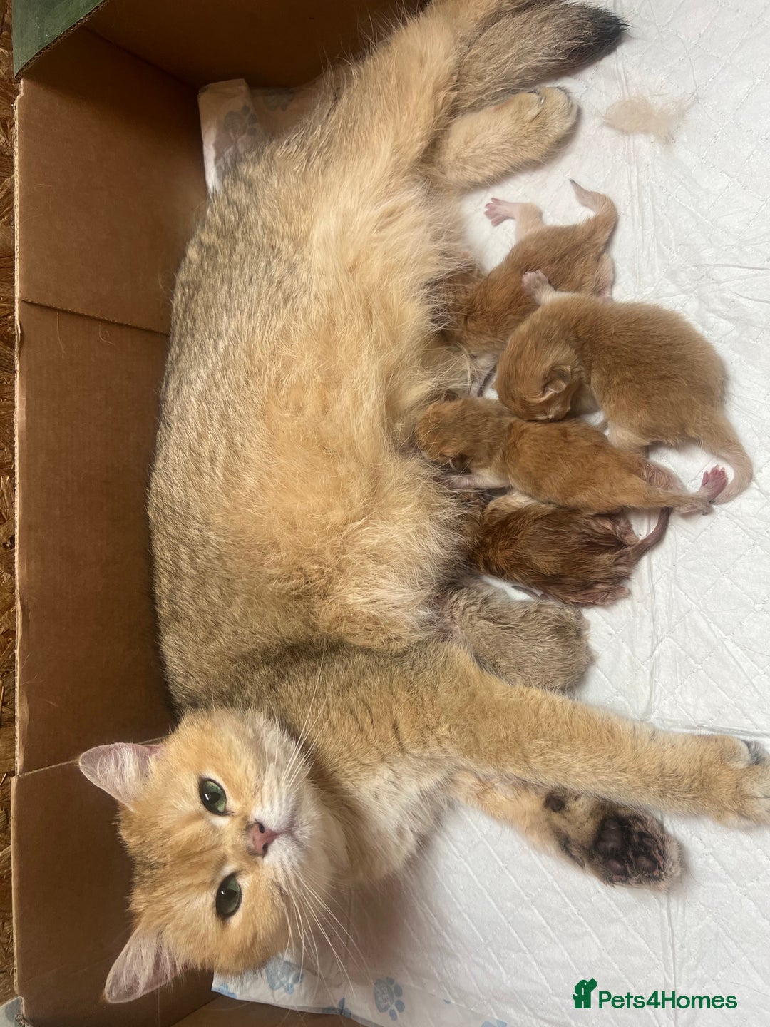 British Shorthair cats for sale: British shh blue golden boy GCCF  - Advert 11