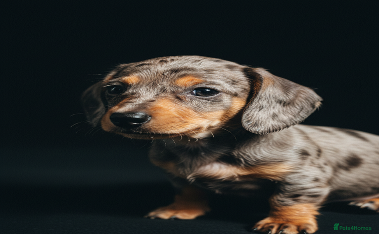 Miniature Dachshund dogs - Advert 6