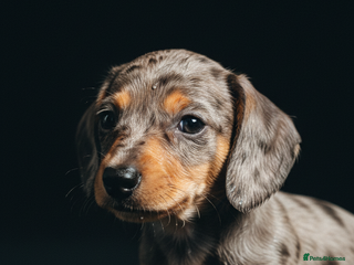 Miniature Dachshund dogs - Advert 33