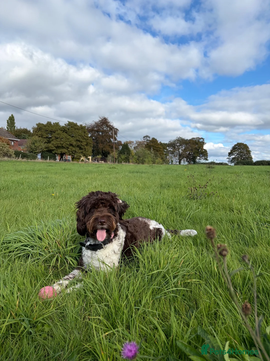 Sproodle dogs for sale: Sproodle puppies  - Advert 5
