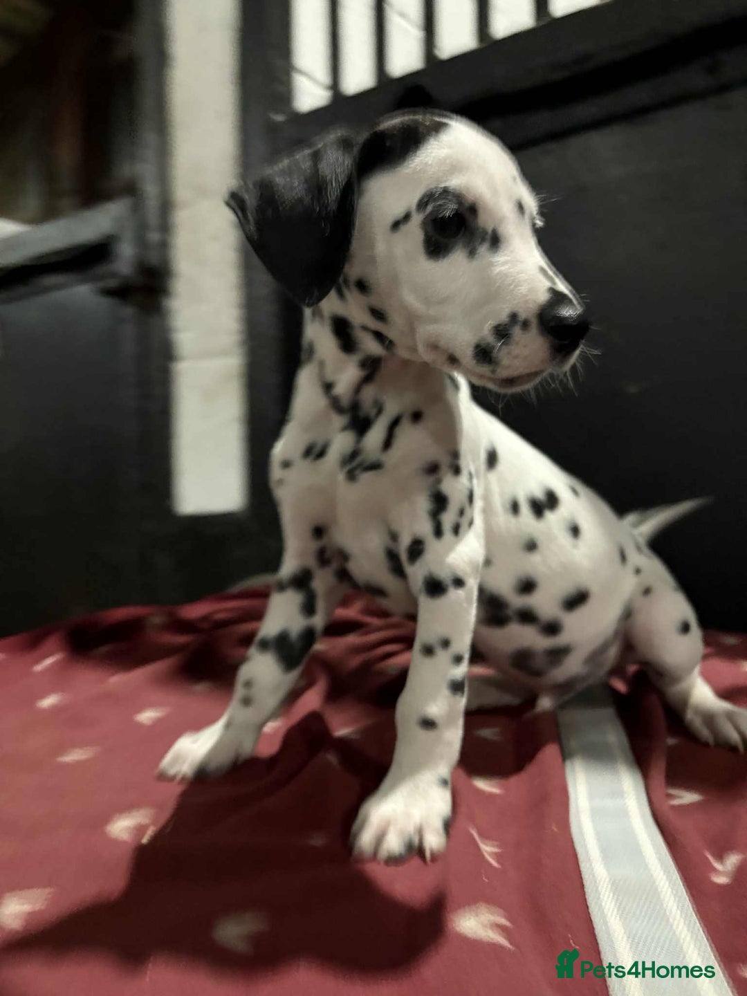 Dalmatian dogs for sale: 9 week old Dalmatian puppies available  - Advert 9