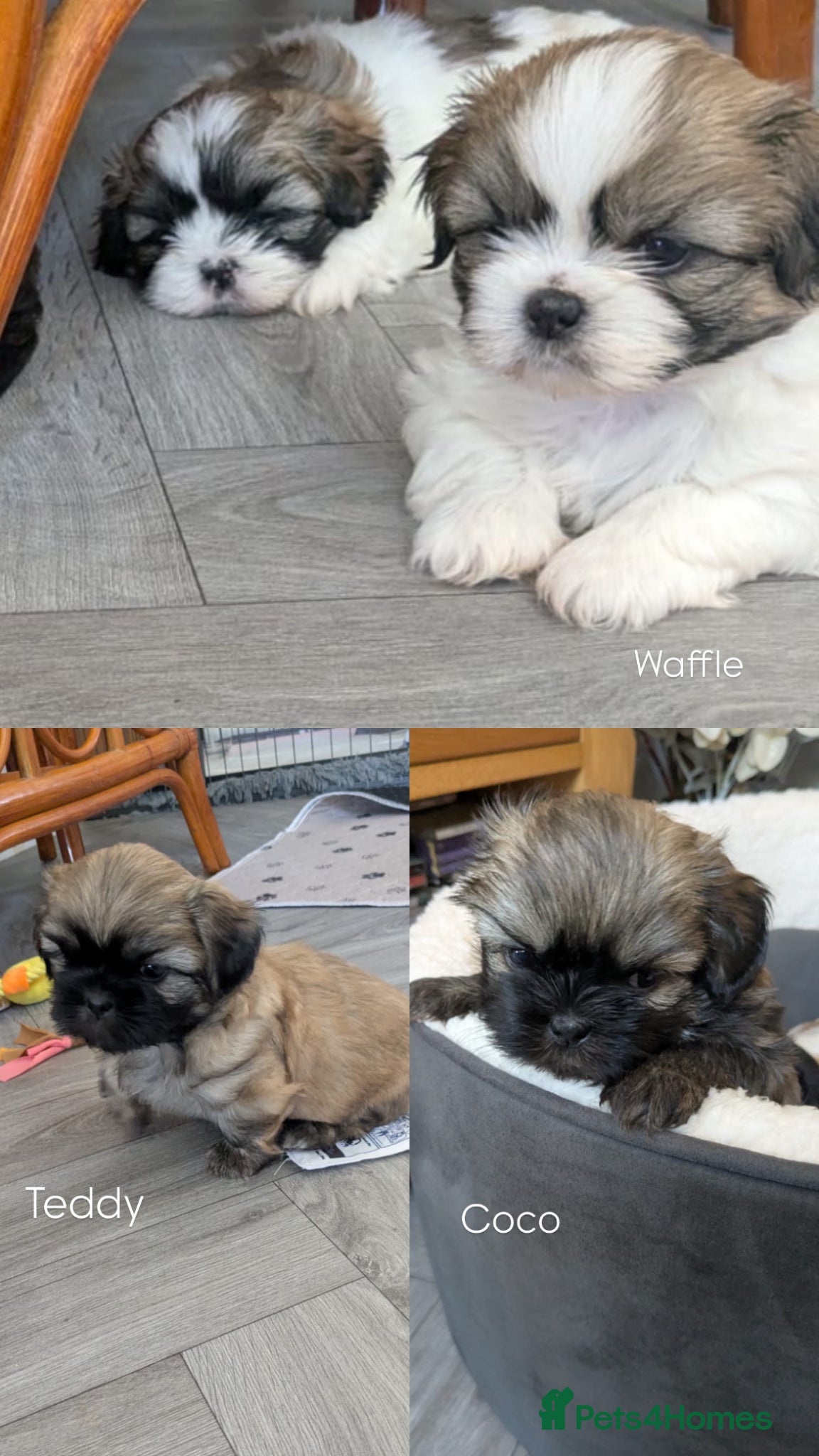 Mixed Breed dogs Beautiful Lhaso Apso cross Shih Tzu pupps for sale - Advert 2