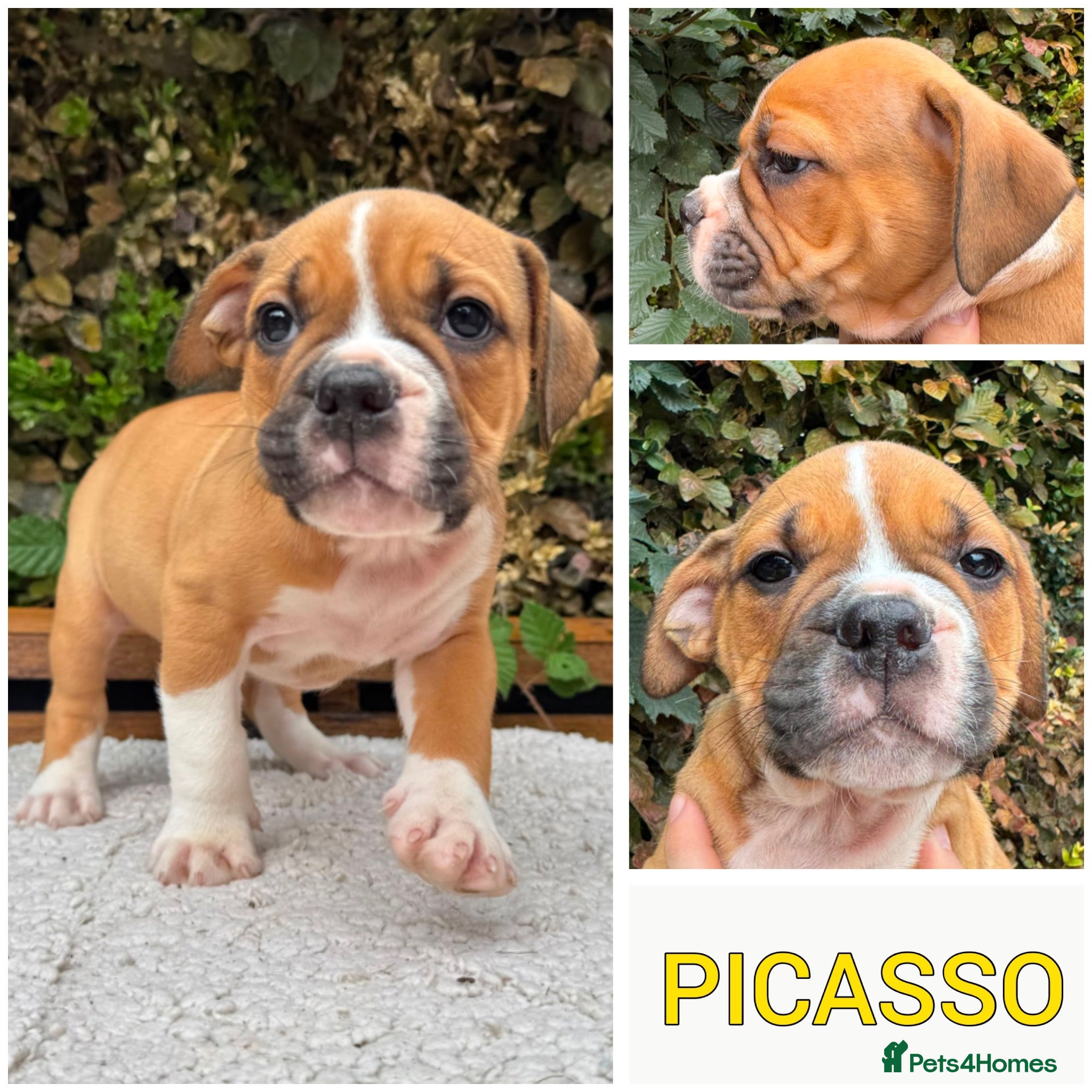 Olde English Bulldogge dogs Champion, Health Tested Parents, OEB puppies - Advert 2