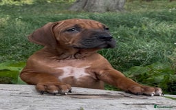 Rhodesian Ridgeback dogs for sale: Exquisite litter Rhodesian Ridgebacks - Image 12