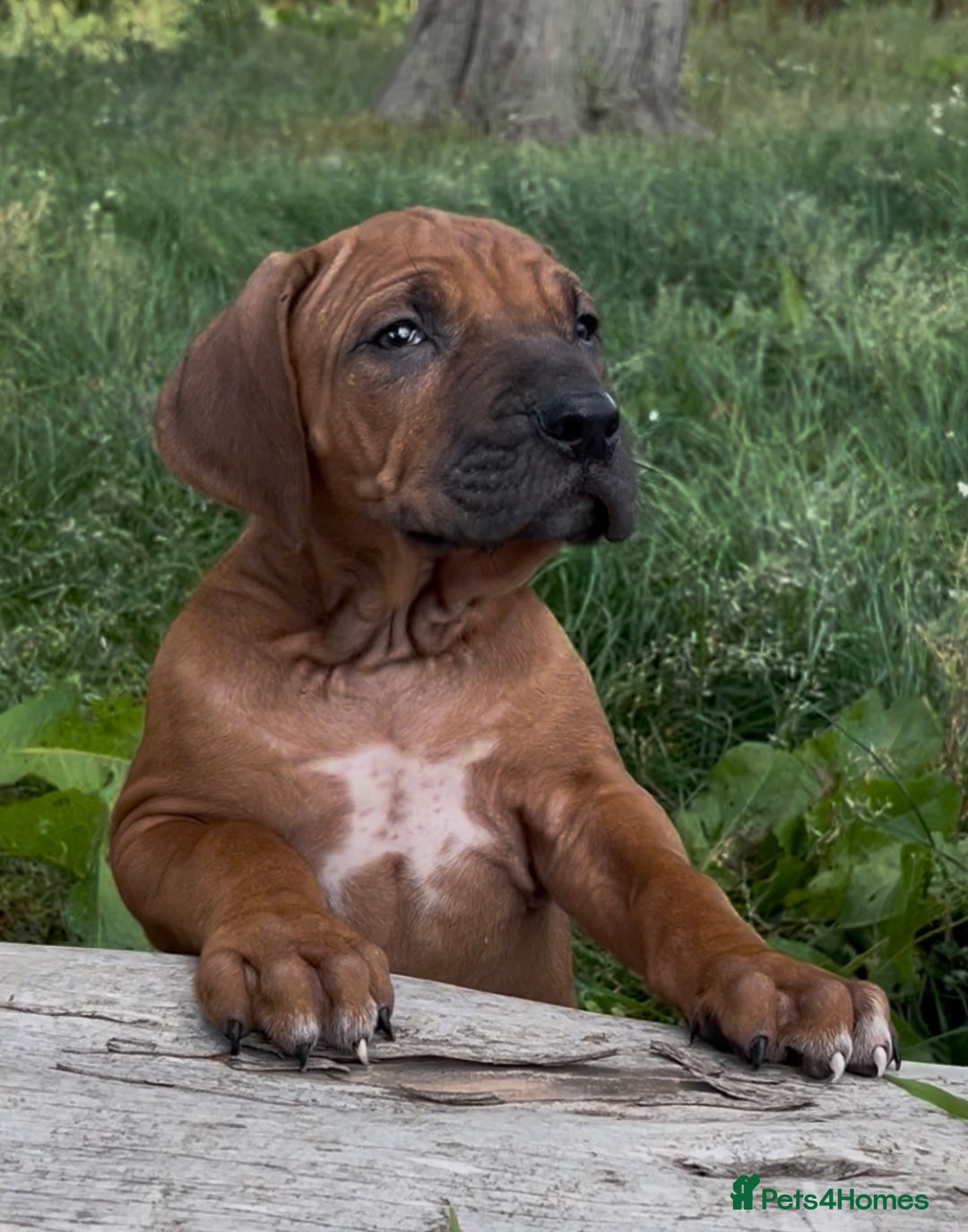 Rhodesian Ridgeback dogs for sale: Exquisite litter Rhodesian Ridgebacks - Image 12