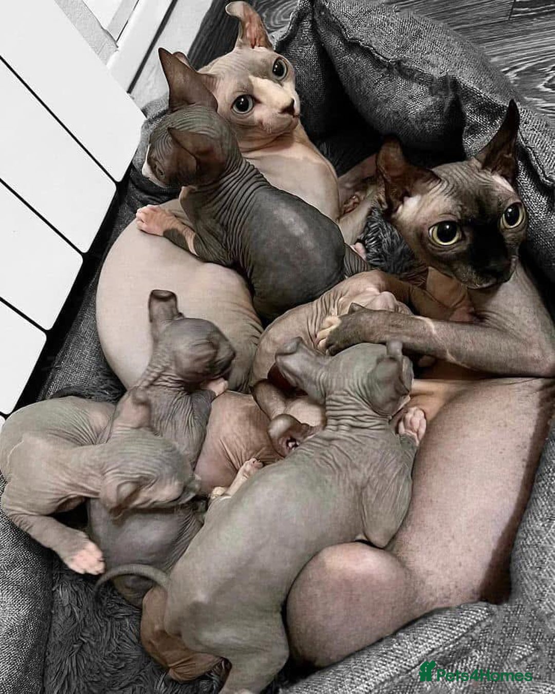 Sphynx cats for sale: Gorgeous pedigree sphynx - Image 5