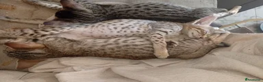 Savannah 1