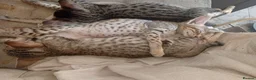 Savannah cats for sale: SAVANNAH KITTENS READY FOR NEW HOME - Advert 2