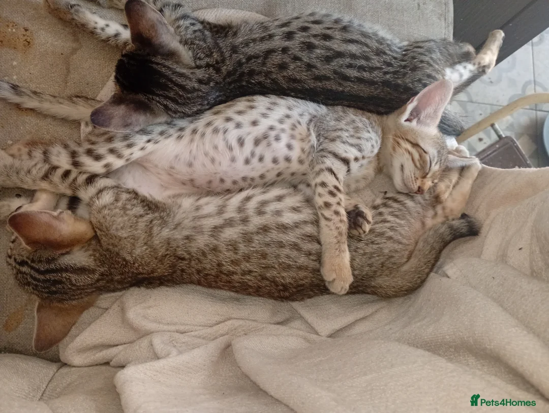 Savannah cats for sale: SAVANNAH KITTENS READY FOR NEW HOME - Advert 2