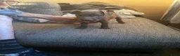 Patterdale Terrier dogs for sale: Patterdale terrier pups  - Advert 5