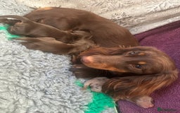 Miniature Dachshund dogs for sale: Top quality long haired miniature dachshunds - Image 11
