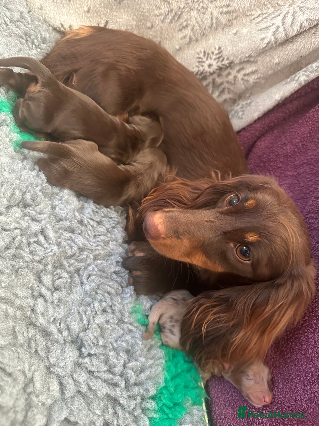 Miniature Dachshund dogs for sale: Top quality long haired miniature dachshunds - Image 11
