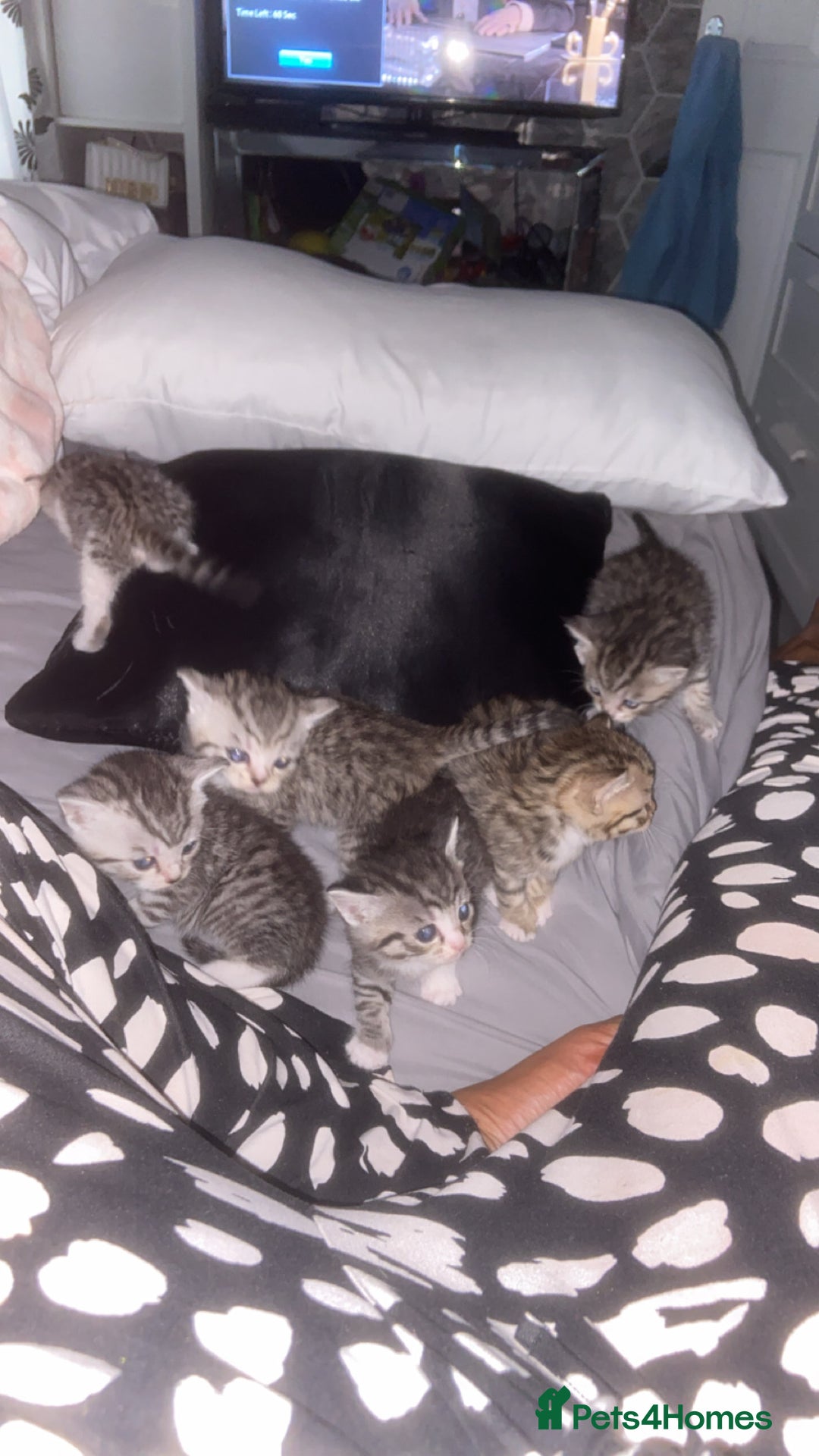 Mixed Breed cats for sale: 6 x stunning British shorthair kittens ❤️ - Image 12