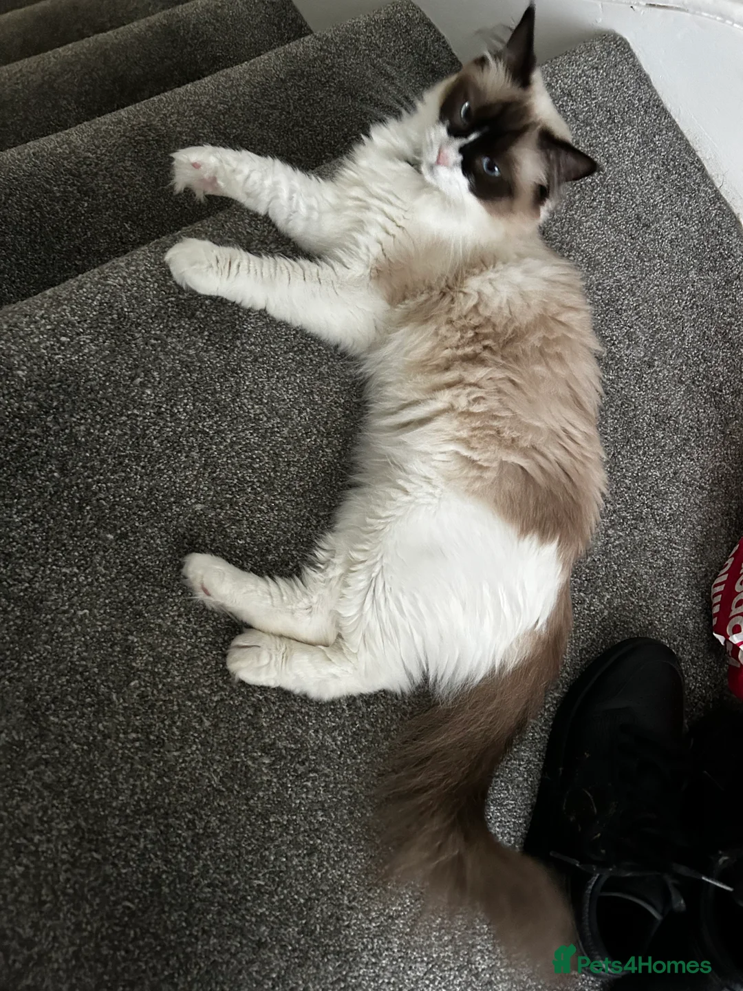 Ragdoll cats for sale: Zhuri - Advert 3