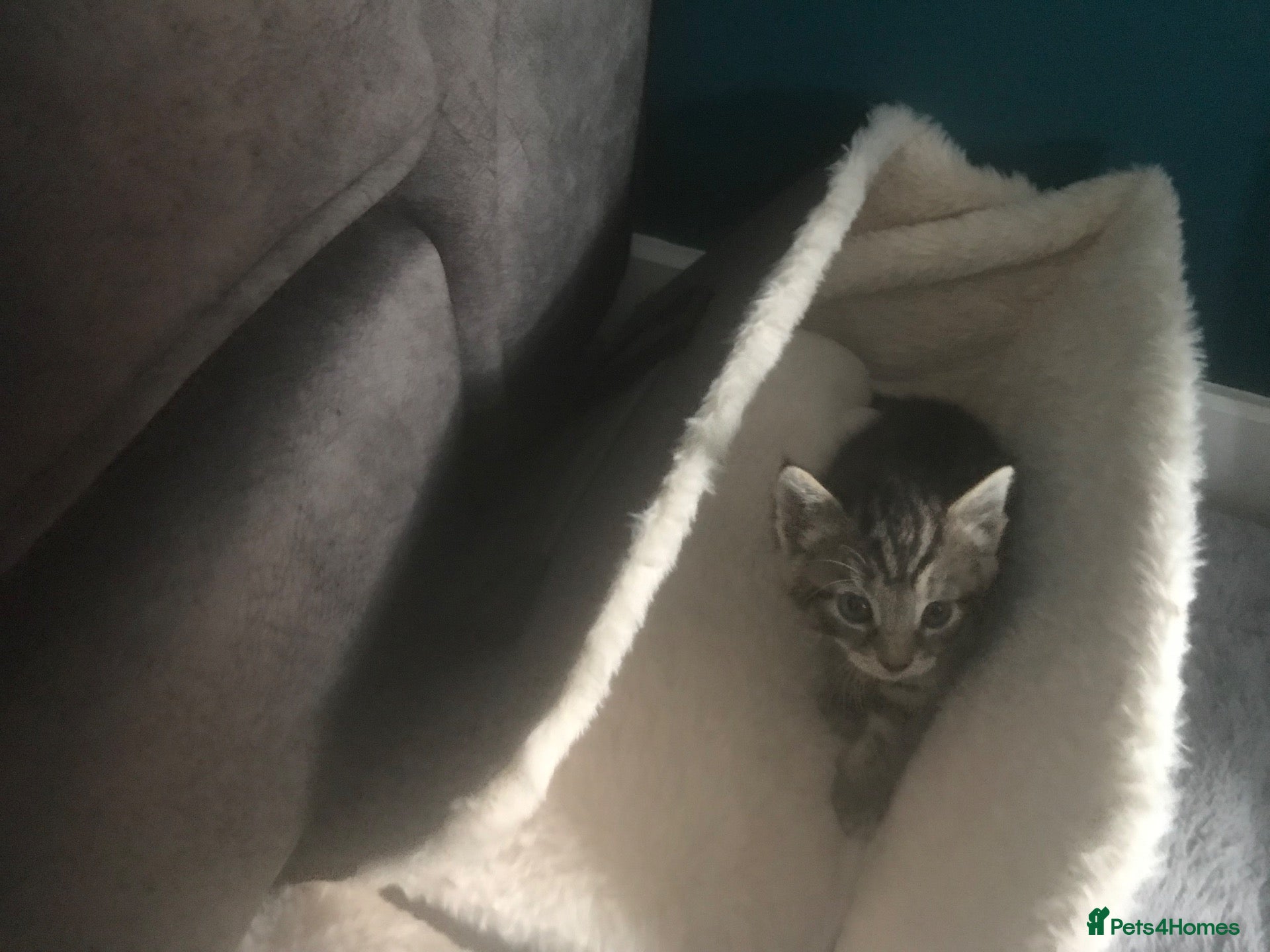 Mixed Breed cats 4 kittens for sale - Advert 1