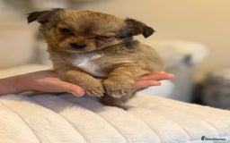 Chihuahua dogs for sale: Gorgeous tiny long coated chihuahua puppies  - Image 8