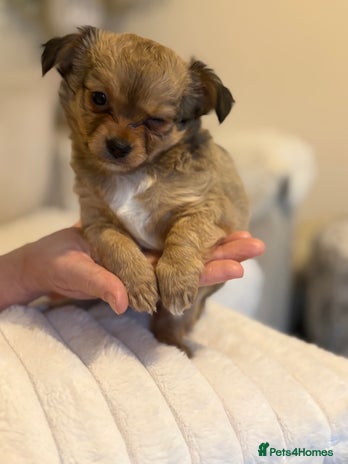 Chihuahua dogs - Advert 10