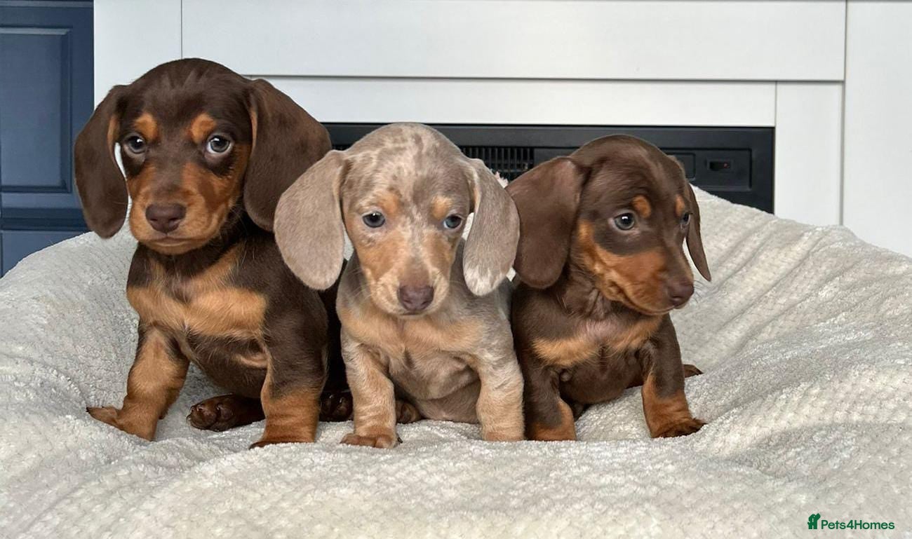 Miniature Dachshund dogs STUNNING MINIATURE DAXI PRA CLR KC REG - Advert 1