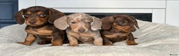 Miniature Dachshund dogs for sale: STUNNING MINIATURE DAXI PRA CLR KC REG - Advert 1