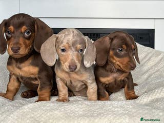 Miniature Dachshund dogs STUNNING MINIATURE DAXI PRA CLR KC REG - Advert 16