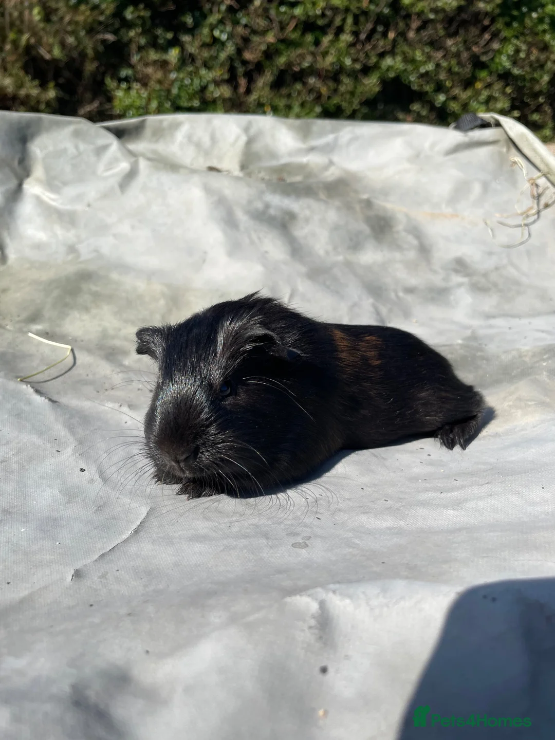 Guinea Pig rodents for sale: 3 baby boars  - Advert 2