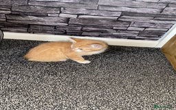 American Shorthair cats for sale: Cute ginger kitten for sale half Serbian  - Image 4