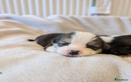 Welsh Corgi Pembroke dogs for sale: 9 Stunning Corgis  - Image 18