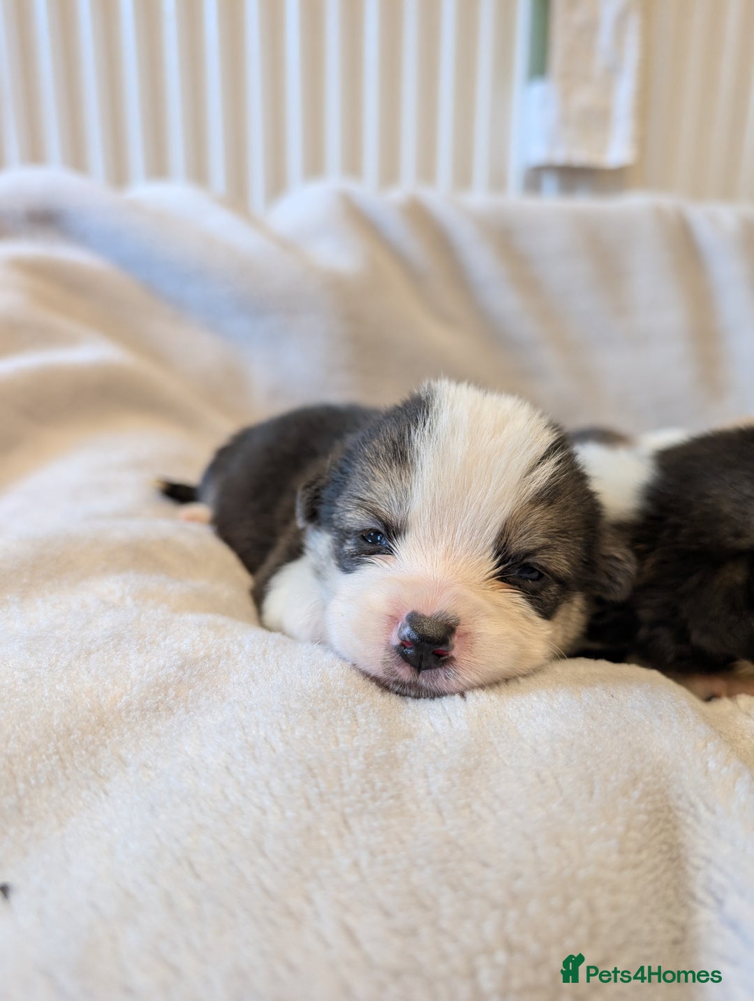 Welsh Corgi Pembroke dogs for sale: 9 Stunning Corgis  - Image 18