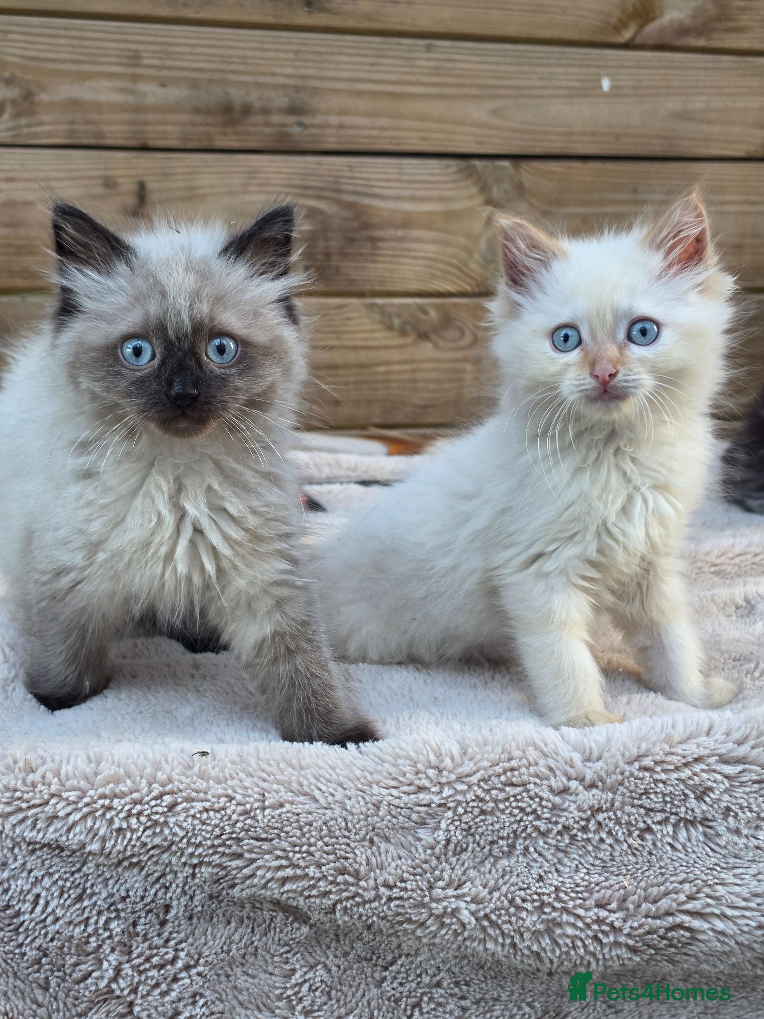 Ragdoll cats Ragdoll kittens  - Advert 16