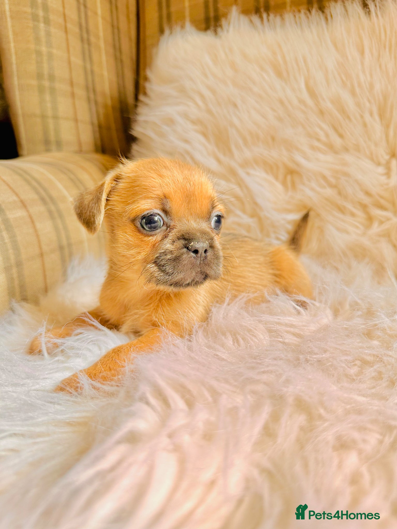 Mixed Breed dogs for sale: Shih Tzu x Frenchie pups - Advert 27