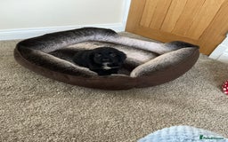 Cocker Spaniel dogs for sale: Cocker spaniel puppies  - Image 10