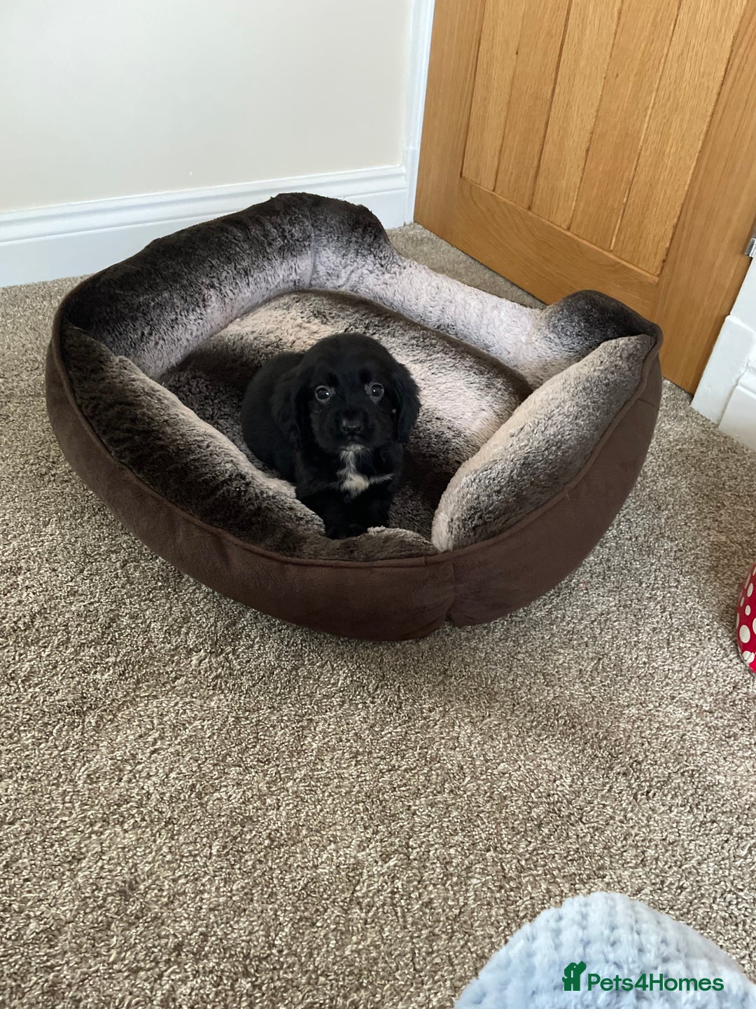 Cocker Spaniel dogs for sale: Cocker spaniel puppies  - Image 10