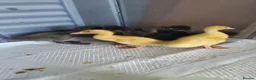 Ducks poultry for sale: Mixed Ducklings For Sale - Advert 2