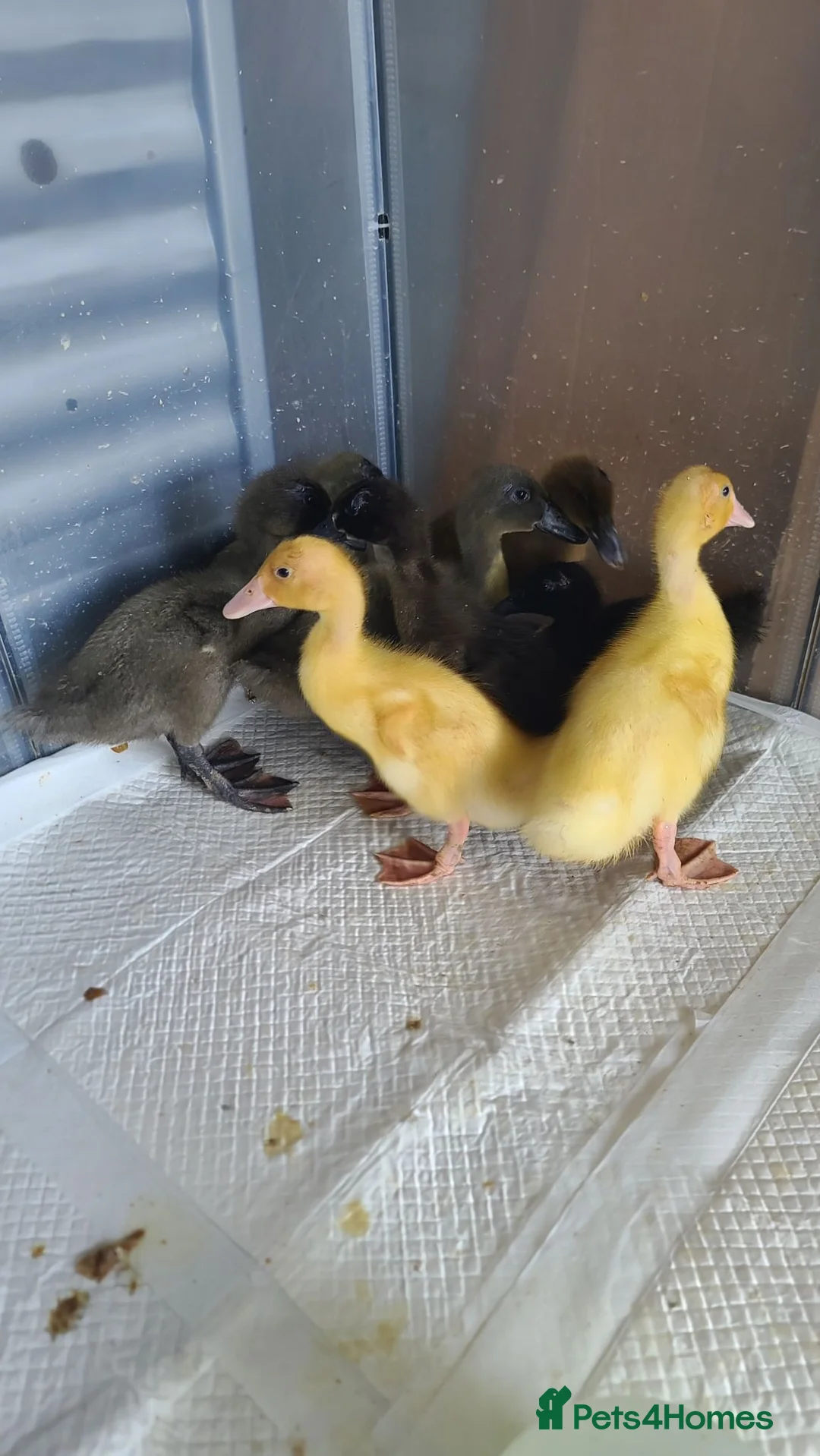 Ducks poultry for sale: Mixed Ducklings For Sale - Advert 2