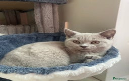 British Shorthair cats for sale: 🐾 TOP QUALLITY LILAC BSH reg GCCF purebred 🐾 - Image 15