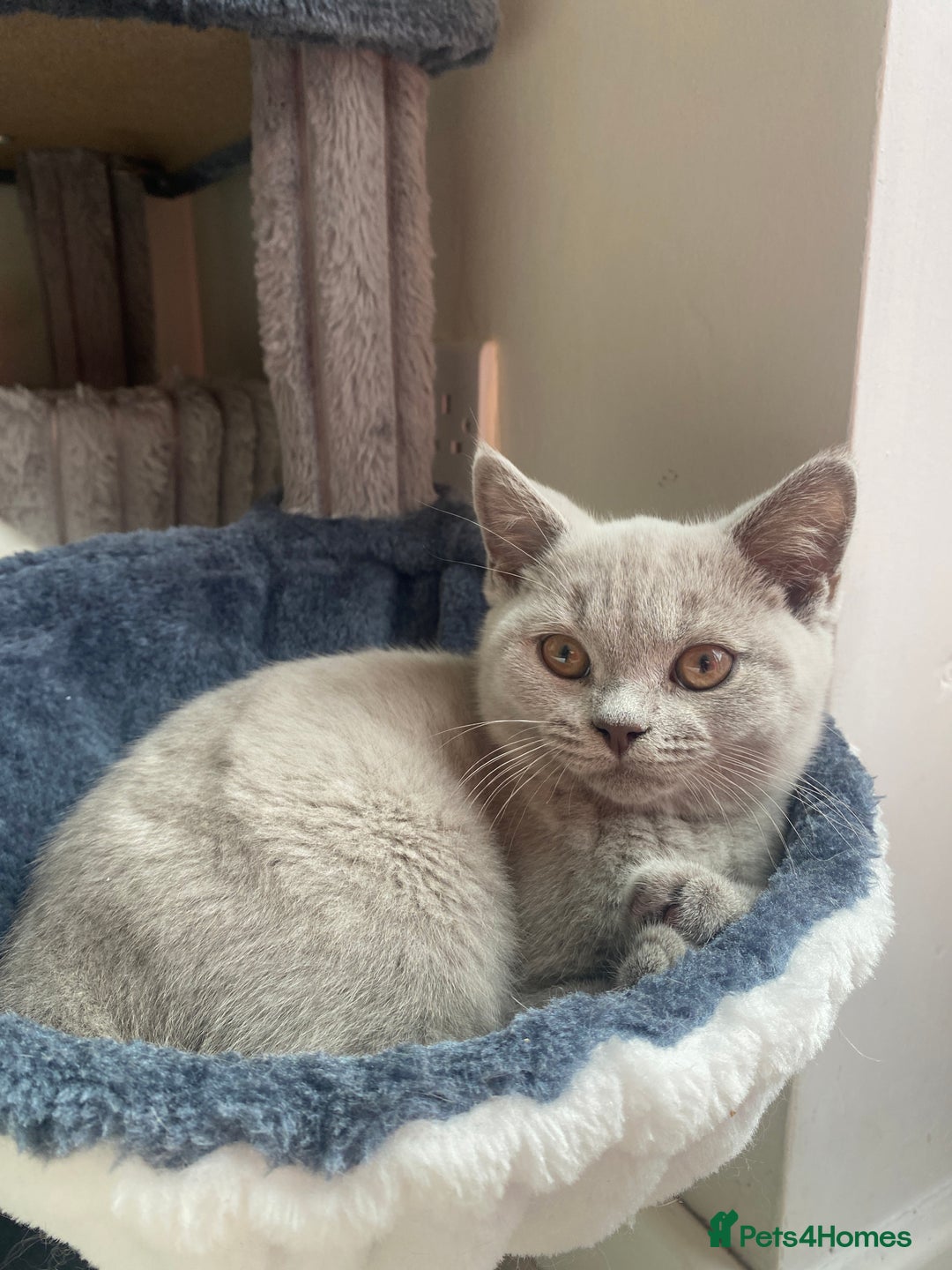 British Shorthair cats for sale: 🐾 TOP QUALLITY LILAC BSH reg GCCF purebred 🐾 - Image 15