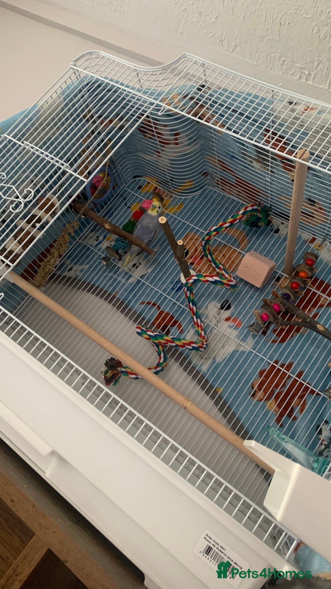 Budgerigars birds for sale: Budgie male and cage  - Image 4