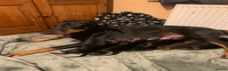 Dobermann dogs for sale: KC Registered Doberman puppies  - Advert 9