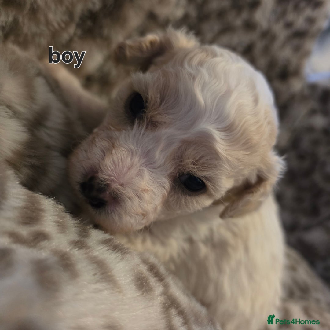 Bichon Frise dogs for sale: Bichon frise  - Advert 16