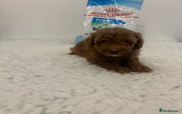 Toy Poodle dogs for sale: Kc registered,  fox red (Tiny) Toy poodles  - Image 12