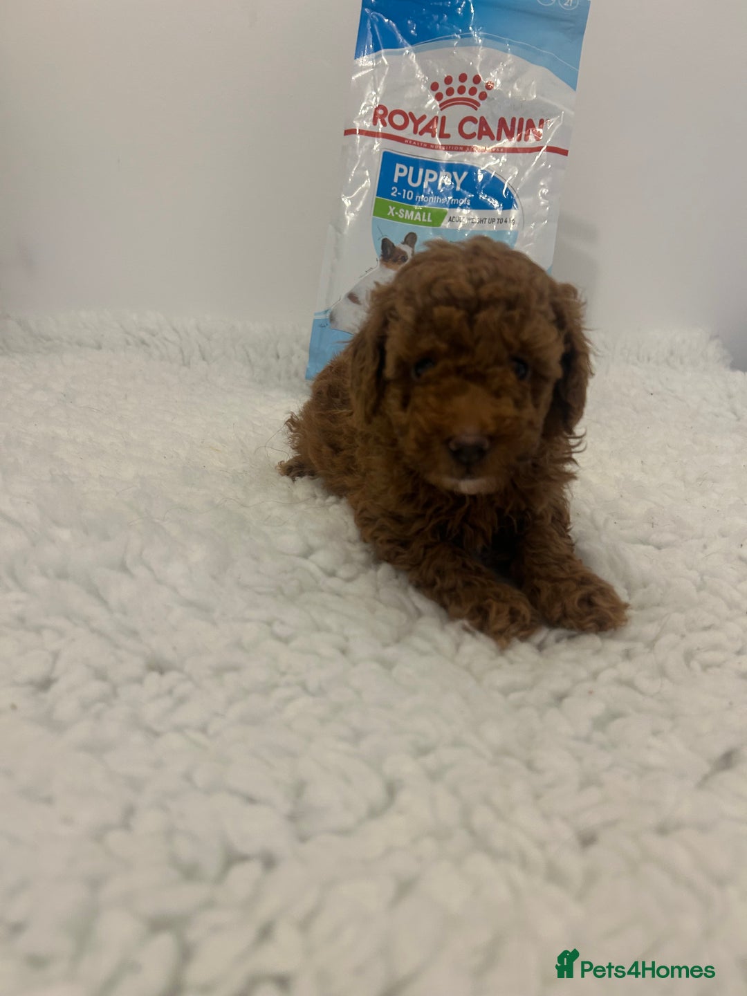 Toy Poodle dogs for sale: Kc registered,  fox red (Tiny) Toy poodles  - Image 12