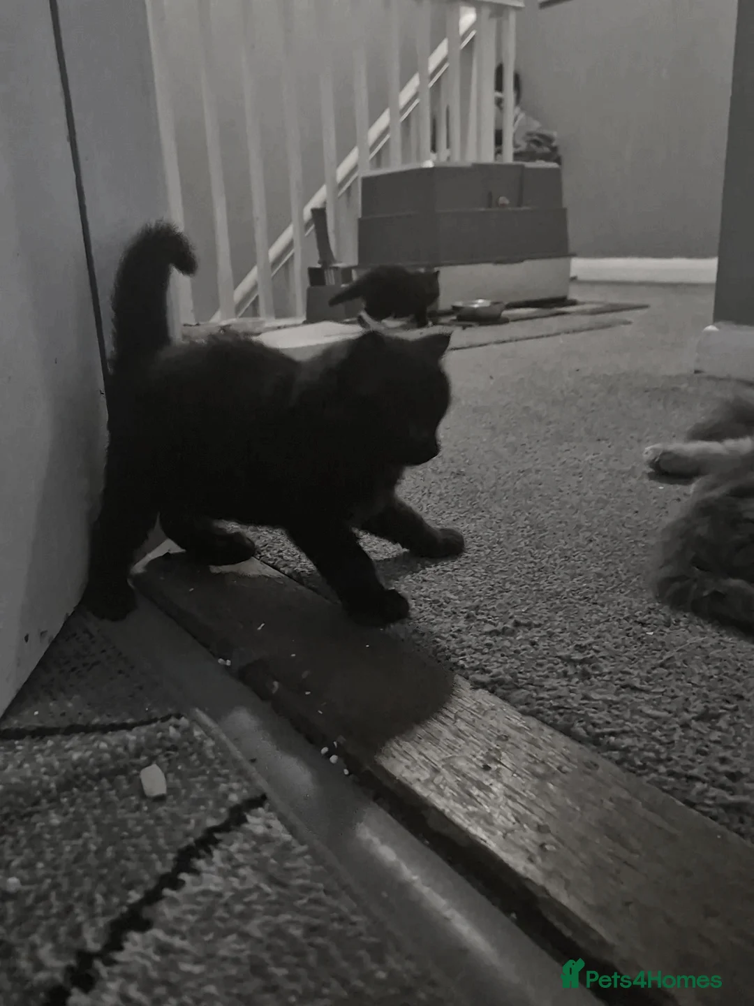 Mixed Breed cats for sale: Kitten's  - Advert 2