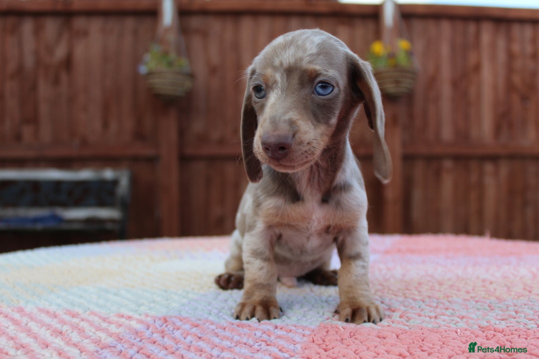 Miniature Dachshund dogs for sale: Miniature Dachshund puppies  - Image 4